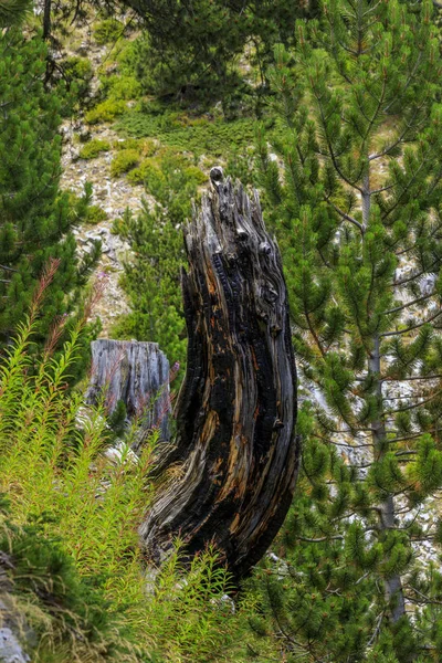 Olymp Berg Ansichten Auf Dem Weg Den Gipfeln Skolio Und — Stockfoto