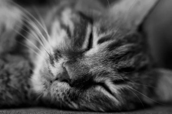 발크와 화이트 고양이의 클로즈업 — 스톡 사진