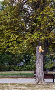 Parkta bir şekerleme