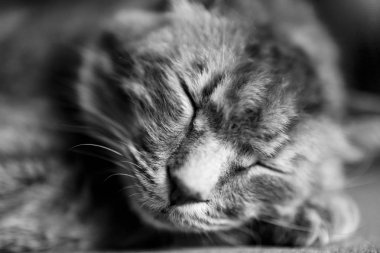 Balck ve beyaz bir kedi yakın