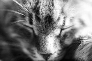 Balck ve beyaz bir kedi yakın