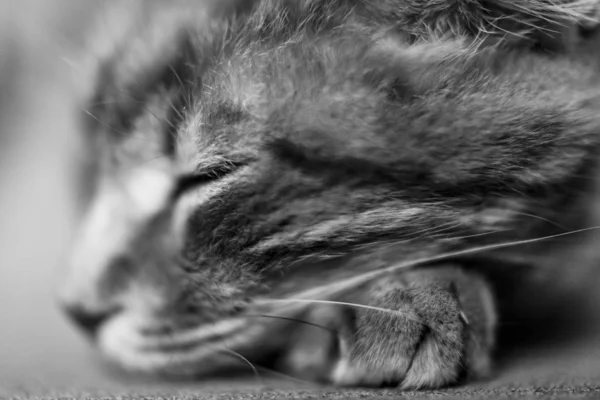 발크와 화이트 고양이의 클로즈업 — 스톡 사진