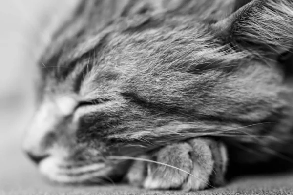 Balck Beyaz Bir Kedi Yakın — Stok fotoğraf