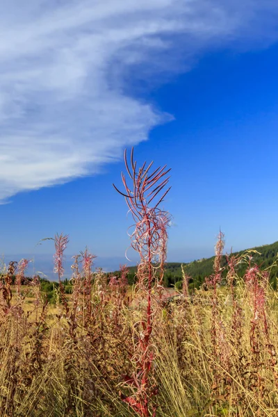 Vue Montagne Vitosha Bulgarie — Photo