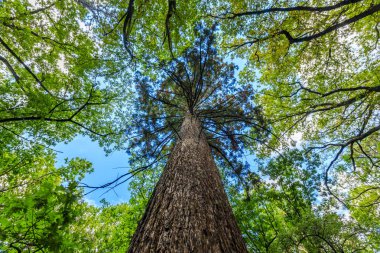 Parktaki büyük ağaç.