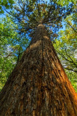 Parktaki büyük ağaç.