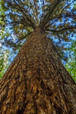 Parktaki büyük ağaç.