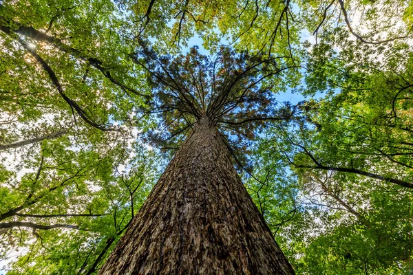 Stort Träd Parken — Stockfoto