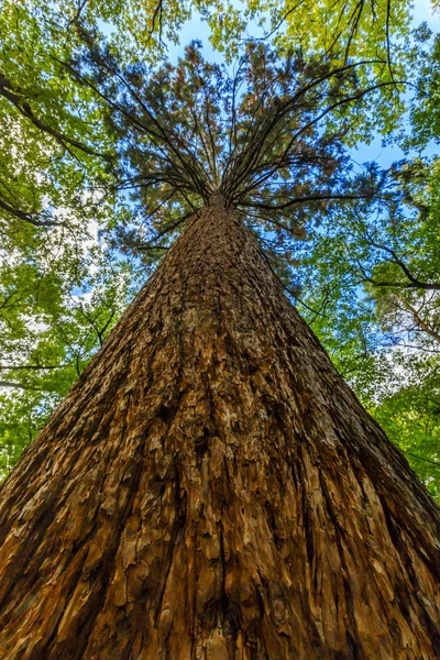 Большое Дерево Парке — стоковое фото