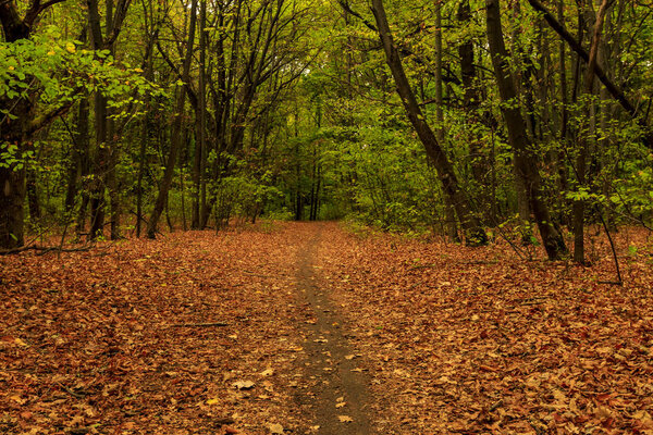 A path in an autumn park