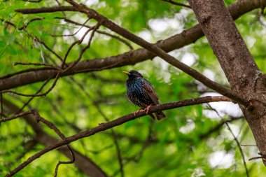 Şarkı ardıç kuşu (Turdus philomelos) - Batı Palearctic boyunca çoğalan bir ardıç kuşu