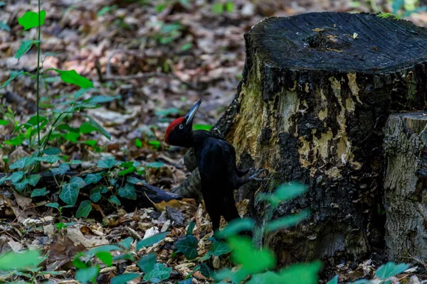 黒のキツツキ 北太平洋全域の成熟した森林に生息する大きなキツツキ その地域で唯一の属の代表者である その範囲は拡大している — ストック写真