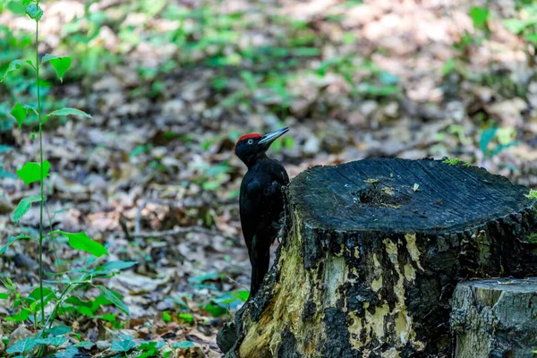 黒のキツツキ 北太平洋全域の成熟した森林に生息する大きなキツツキ その地域で唯一の属の代表者である その範囲は拡大している — ストック写真