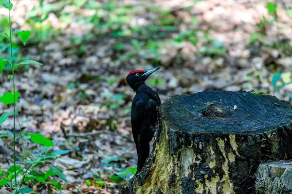 黒のキツツキ 北太平洋全域の成熟した森林に生息する大きなキツツキ その地域で唯一の属の代表者である その範囲は拡大している — ストック写真