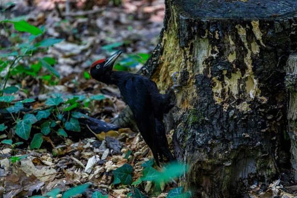 Pájaro Carpintero Negro Gran Pájaro Carpintero Que Vive Bosques Maduros — Foto de Stock