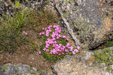 Manzaralar ve manzaralar. Ystrebetz 'den Musala zirvesine kadar takip rotası, Rila Dağı, Bulgaristan