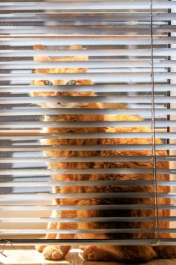 Kedi Arthur, Persienne 'in arkasına saklanıp araştırma yapıyor.