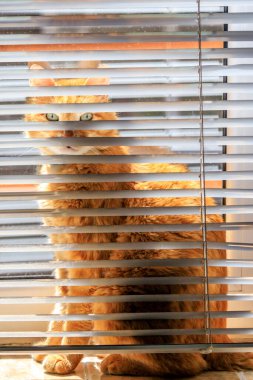 Kedi Arthur, Persienne 'in arkasına saklanıp araştırma yapıyor.