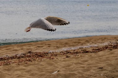 Koral plajındaki martı, Tsarevo, Bulgaristan