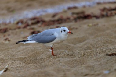 Koral plajındaki martı, Tsarevo, Bulgaristan