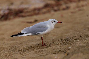 Koral plajındaki martı, Tsarevo, Bulgaristan