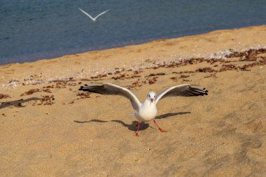Koral plajındaki martı, Tsarevo, Bulgaristan
