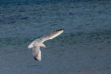 Koral plajındaki martı, Tsarevo, Bulgaristan