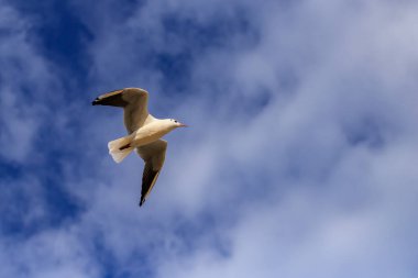 Koral plajındaki martı, Tsarevo, Bulgaristan