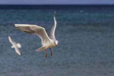 Koral plajındaki martı, Tsarevo, Bulgaristan