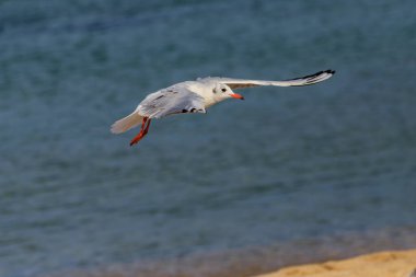 Koral plajındaki martı, Tsarevo, Bulgaristan