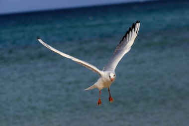 Koral plajındaki martı, Tsarevo, Bulgaristan