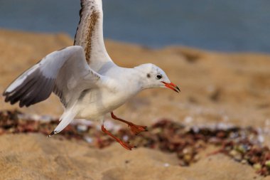 Koral plajındaki martı, Tsarevo, Bulgaristan