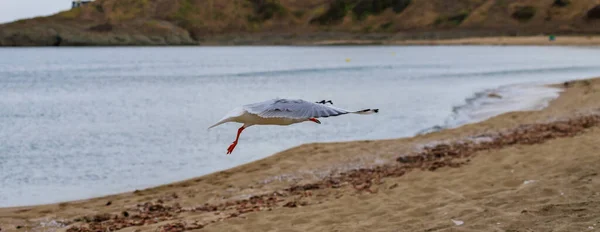 Gaivota Praia Koral Tsarevo Bulgária — Fotografia de Stock