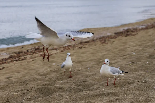 Gaviota Playa Koral Tsarevo Bulgaria — Foto de Stock