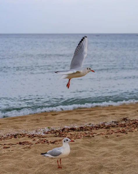 Möwe Koral Strand Tsarevo Bulgarien — Stockfoto