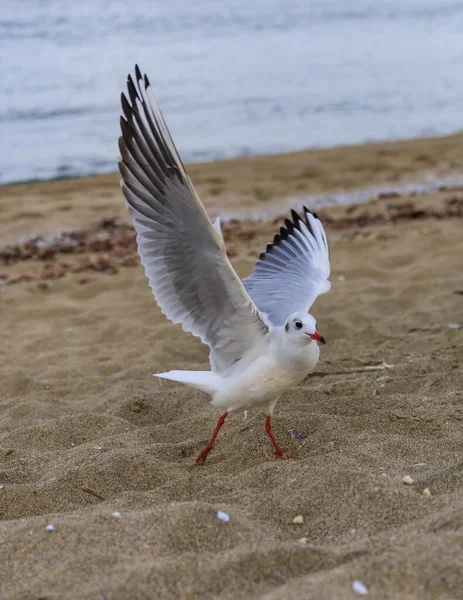 Mouette Sur Plage Koral Tsarevo Bulgarie — Photo