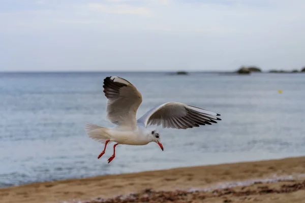 Seagull Koral Beach Tsarevo Bulgaria — Stock Photo, Image