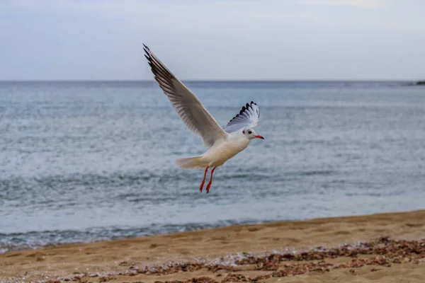 Gaivota Praia Koral Tsarevo Bulgária — Fotografia de Stock