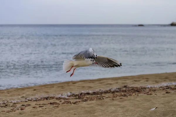 Möwe Koral Strand Tsarevo Bulgarien — Stockfoto