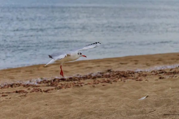 Чайка Коралловом Пляже Царево Болгария — стоковое фото