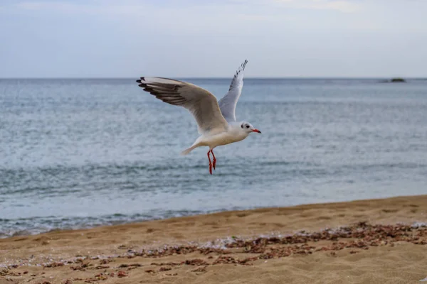 Gaivota Praia Koral Tsarevo Bulgária — Fotografia de Stock