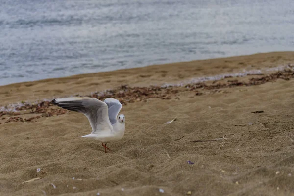 Sirály Koral Strandon Tsarevo Bulgária — Stock Fotó