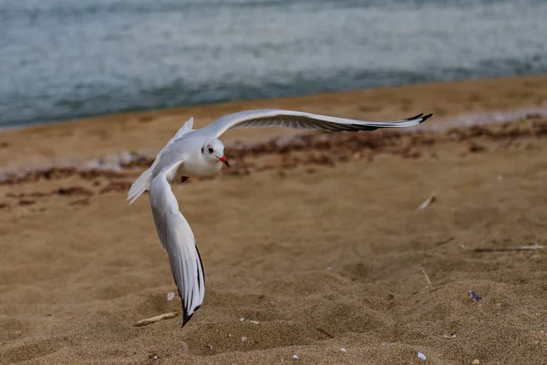 Gaviota Playa Koral Tsarevo Bulgaria —  Fotos de Stock