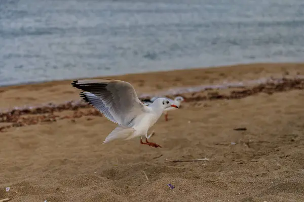 Gaviota Playa Koral Tsarevo Bulgaria — Foto de Stock