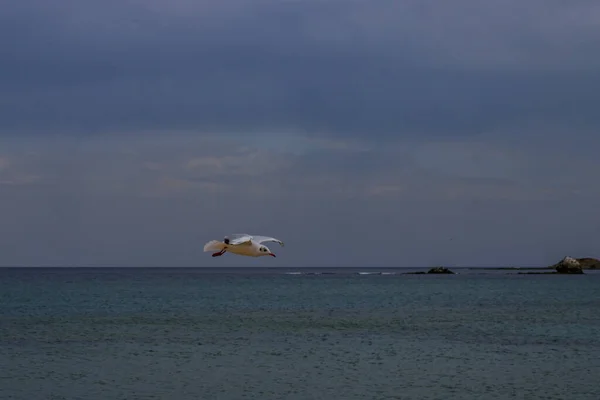 Mouette Sur Plage Koral Tsarevo Bulgarie — Photo