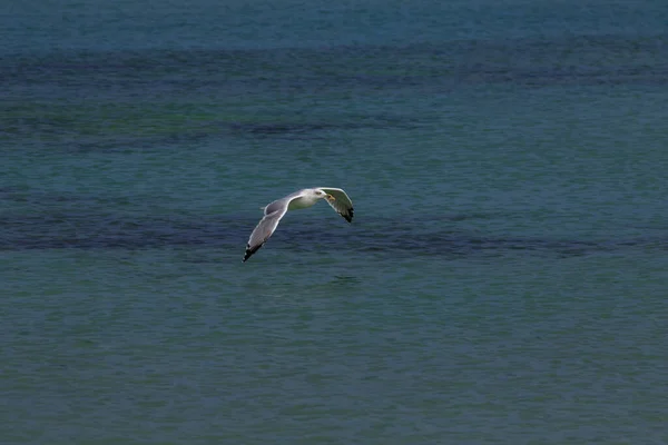 Seagull Koral Beach Tsarevo Bulgaria — Stock Photo, Image