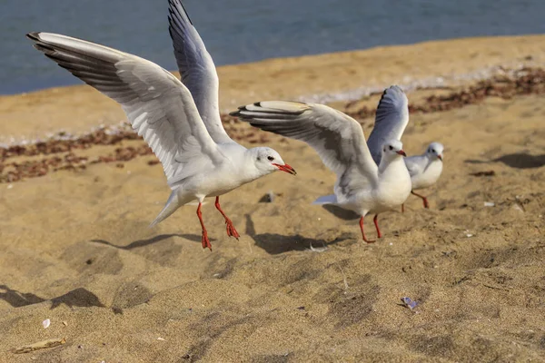 Seagull Koral Beach Tsarevo Bulgaria — Stock Photo, Image