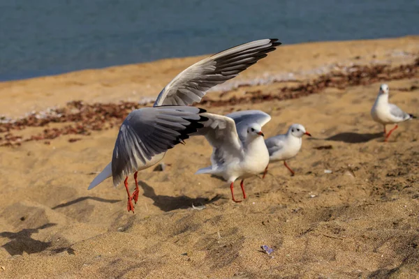 Seagull Koral Beach Tsarevo Bulgaria — Stock Photo, Image