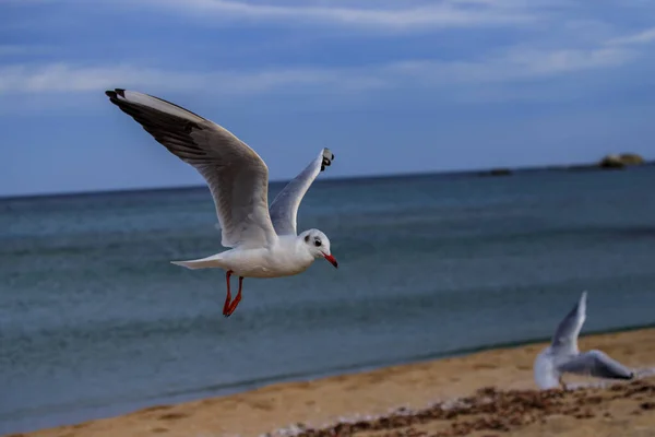 Möwe Koral Strand Tsarevo Bulgarien — Stockfoto