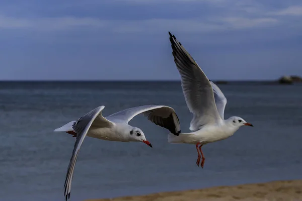 Möwe Koral Strand Tsarevo Bulgarien — Stockfoto